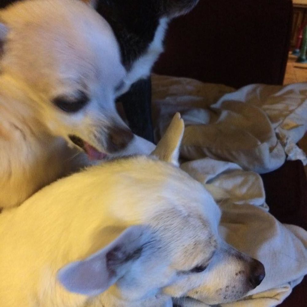 Meet your Posher, Brandi